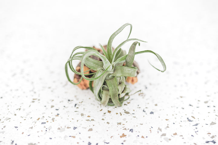 Mini Tillandsia Streptophylla Air Plants - Single Plant