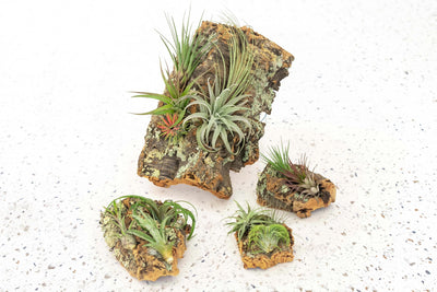 Wholesale - Cork Bark Slabs By the Piece with Air Plants