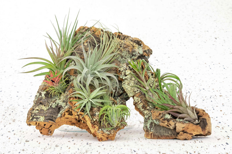 Packs of 3 or 6 Small Cork Bark Slabs with Assorted Air Plants + Waterproof Glue - Save 25%