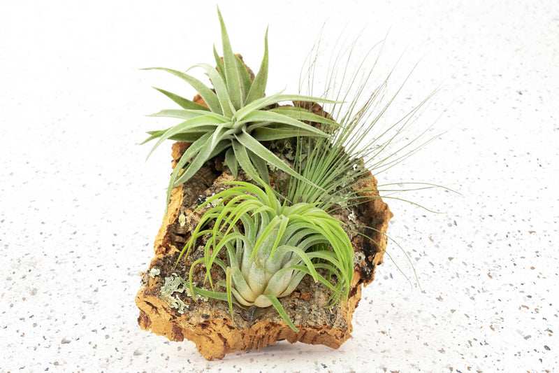 Packs of 3 or 6 Small Cork Bark Slabs with Assorted Air Plants + Waterproof Glue - Save 25%