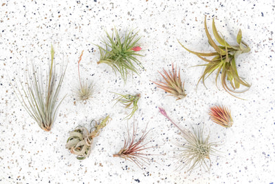 Packs of 10, 20 or 30 - Budding, Blushing & Blooming Air Plant Variety Pack