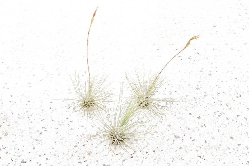 Blooming Available - Tillandsia Argentea Thin &