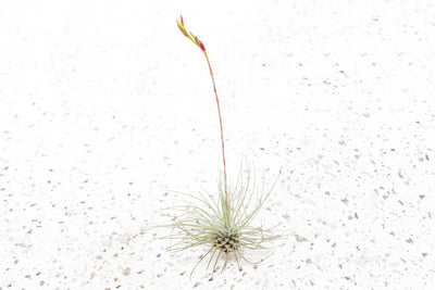 Blooming Available - Tillandsia Argentea Thin 'Fuchsii' Air Plants