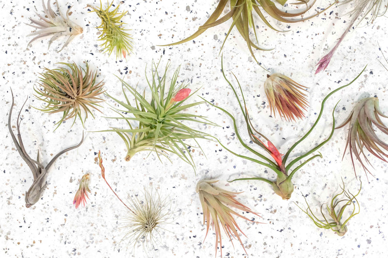 Packs of 10, 20 or 30 - Budding, Blushing & Blooming Air Plant Variety Pack