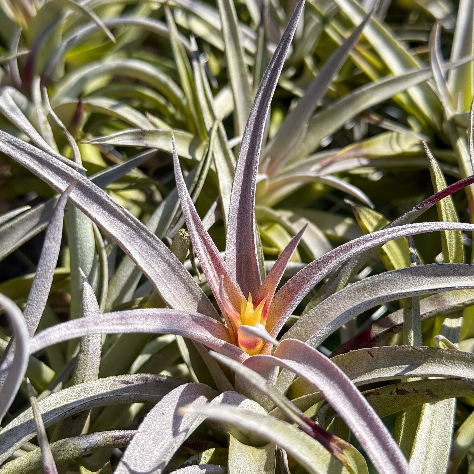 Air Plant Tillandsia Harrisii Starting to Bloom