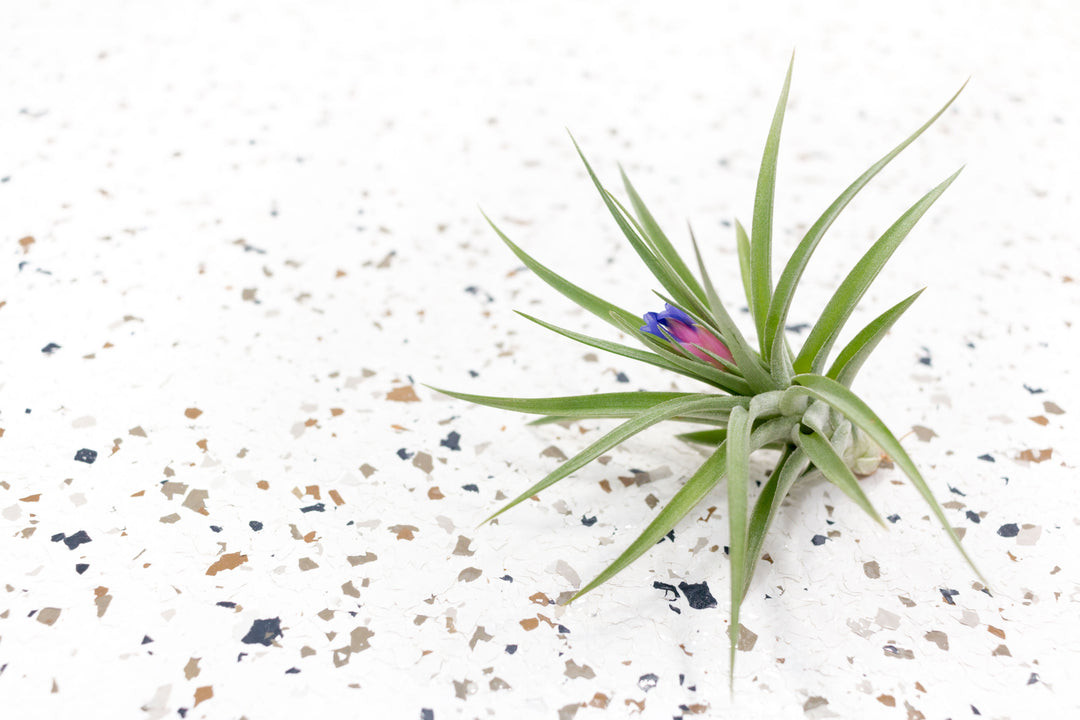 aeranthos air plant Tillandsia Aeranthos Air Plant Single
