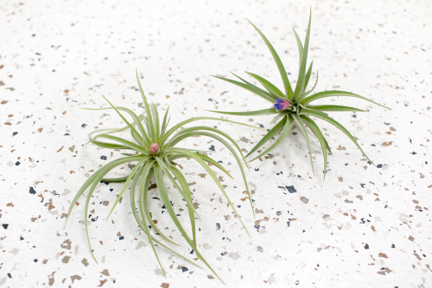 aeranthos air plant Tillandsia Aeranthos Air Plant Single