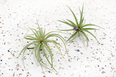 2 Tillandsia Aeranthos Air Plant with Blooms