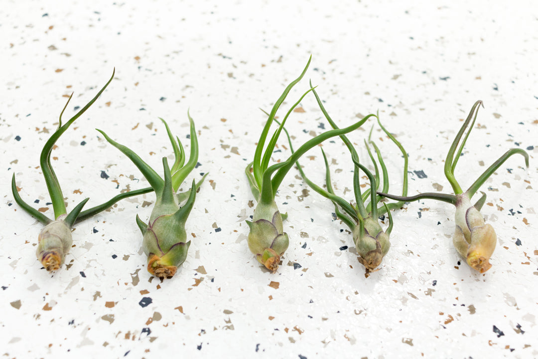 bulbosa belize air plant Tillandsia Bulbosa Guatemala Air Plants