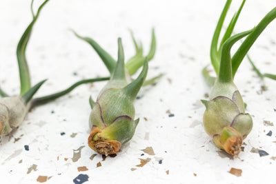 3 Tillandisa Bulbosa Guatemala Air Plants