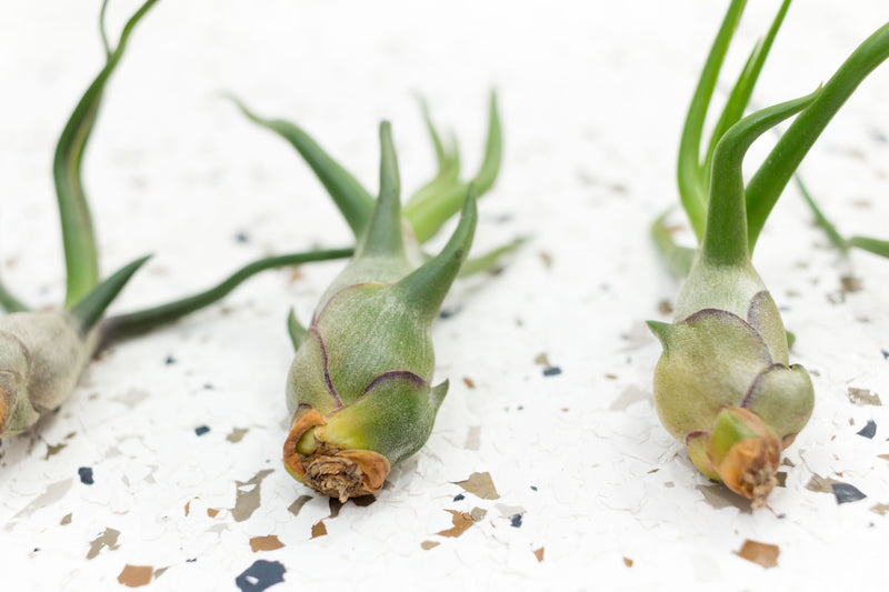 3 Tillandisa Bulbosa Guatemala Air Plants