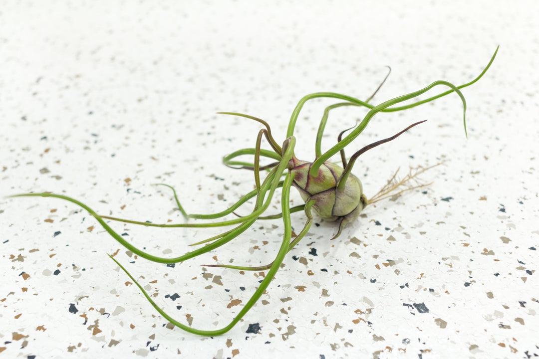 bulbosa belize air plant Tillandsia Bulbosa Guatemala Air Plants