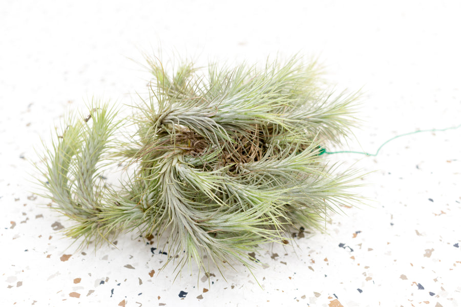 funkiana air plant Wholesale