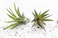 Tillandsia Velutina 'Brachycaulos' Air Plant