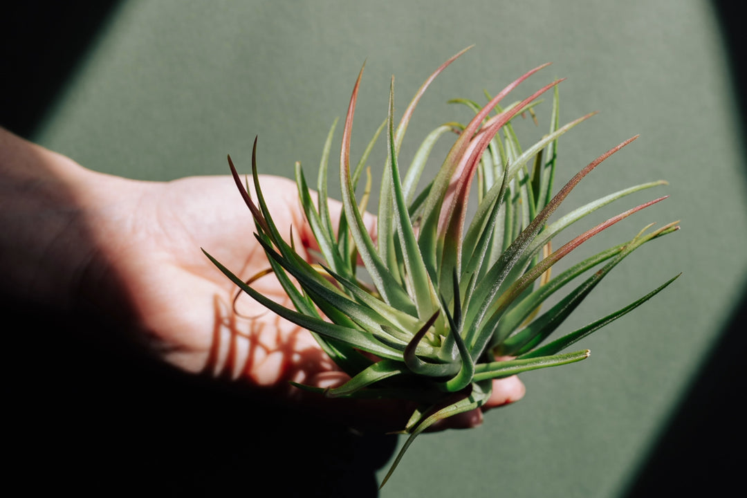 love tillys air plants Tillandsia Ionantha X Brachycaulos 'Victoriana' Air Plants, Single Plant