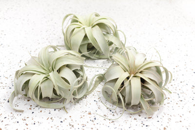 3 Medium Tillandsia Xerographica Air Plants