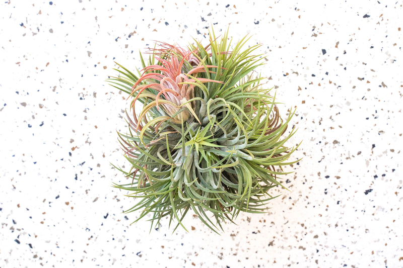 Wholesale - Tillandsia Ionantha Rubra Hanging Cluster with String for Hanging