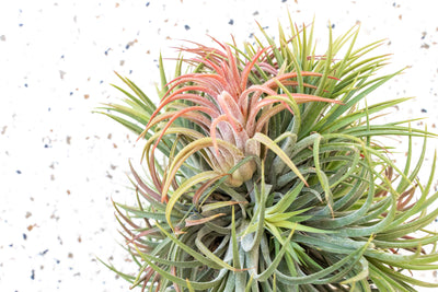 Wholesale - Tillandsia Ionantha Rubra Hanging Cluster with String for Hanging