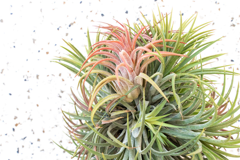 Wholesale - Tillandsia Ionantha Rubra Hanging Cluster with String for Hanging