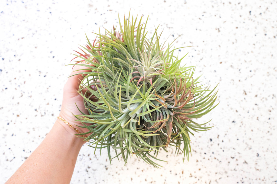 hanging air plants near me Tillandsia Ionantha Rubra Hanging Cluster with String