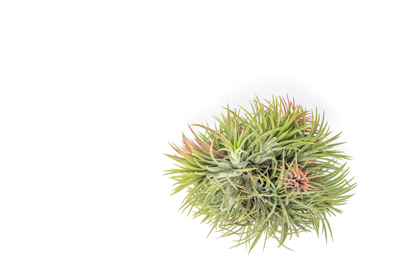 Wholesale - Tillandsia Ionantha Rubra Hanging Cluster with String for Hanging