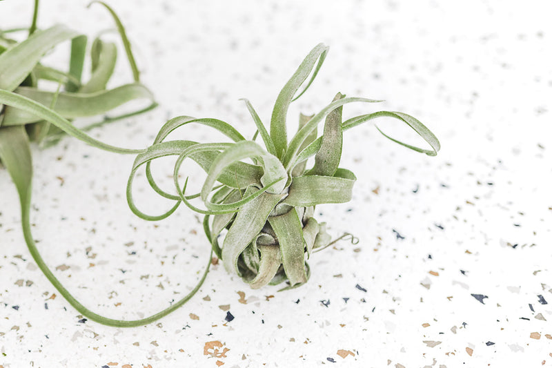 Mini Tillandsia Streptophylla Air Plants - Single Plant