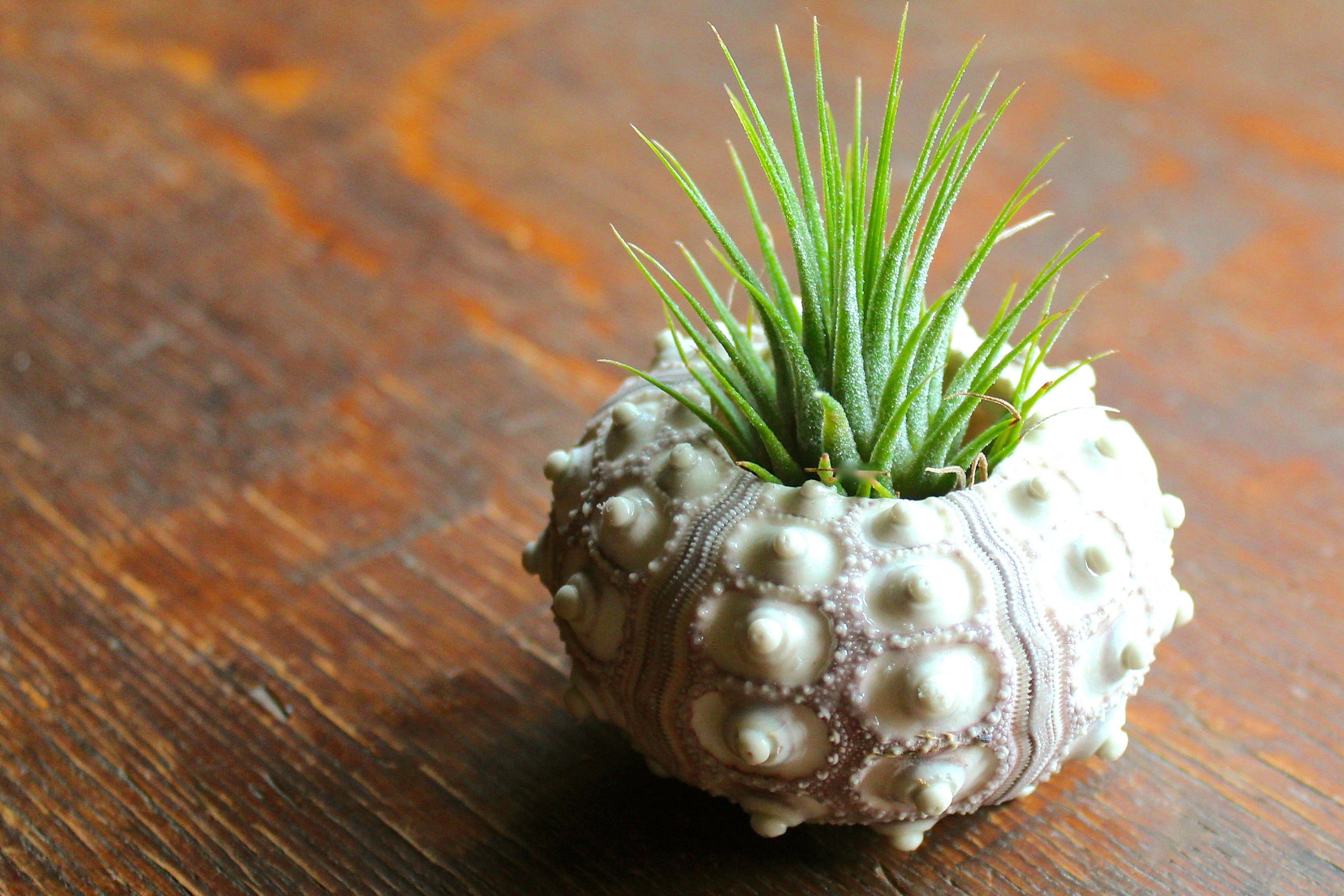 Air Plant Tillandsia Gifts, Displays, Holders & Terrariums – Air