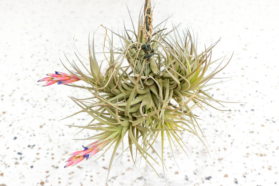 rare air plants Tillandsia Tenuifolia Air Plant Clumps, Small Clump / 3 Pack