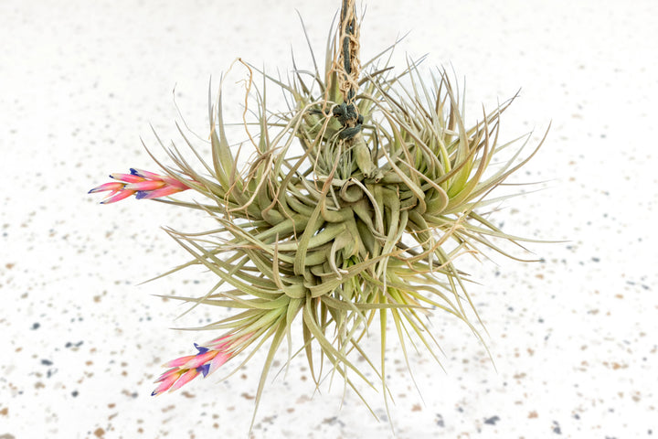Tillandsia Tenuifolia Air Plant Clumps