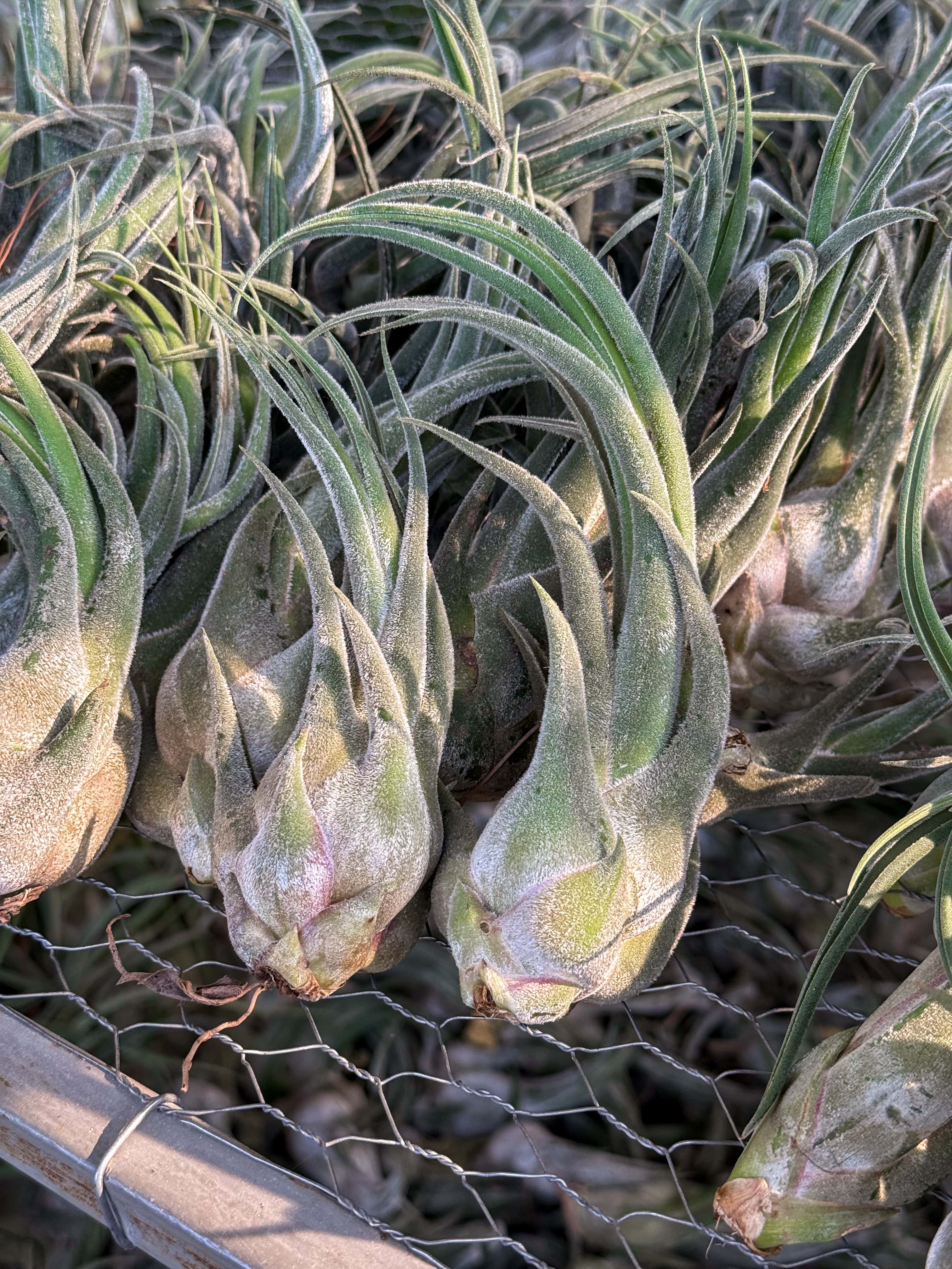 Tillandsia Seleriana Air Plants at Farm
