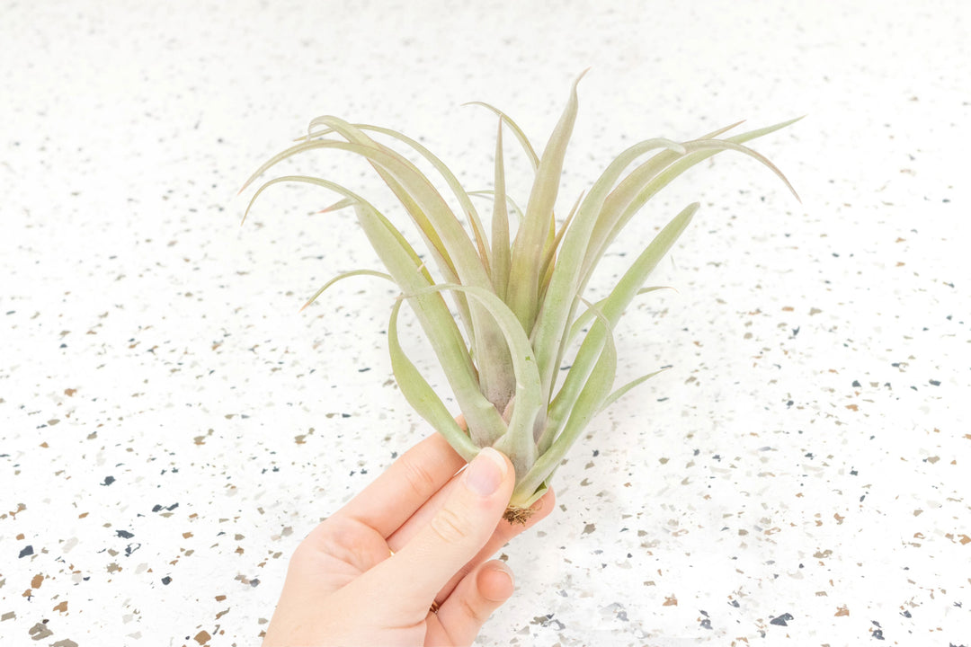 $15 Tillandsia XL 'Capitata Red' - Overstock Special - Limited Time