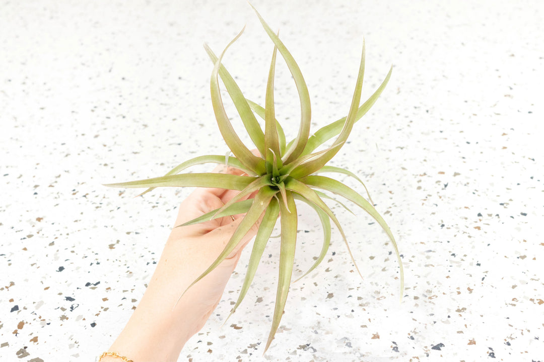 $15 Tillandsia XL 'Capitata Red' - Overstock Special - Limited Time