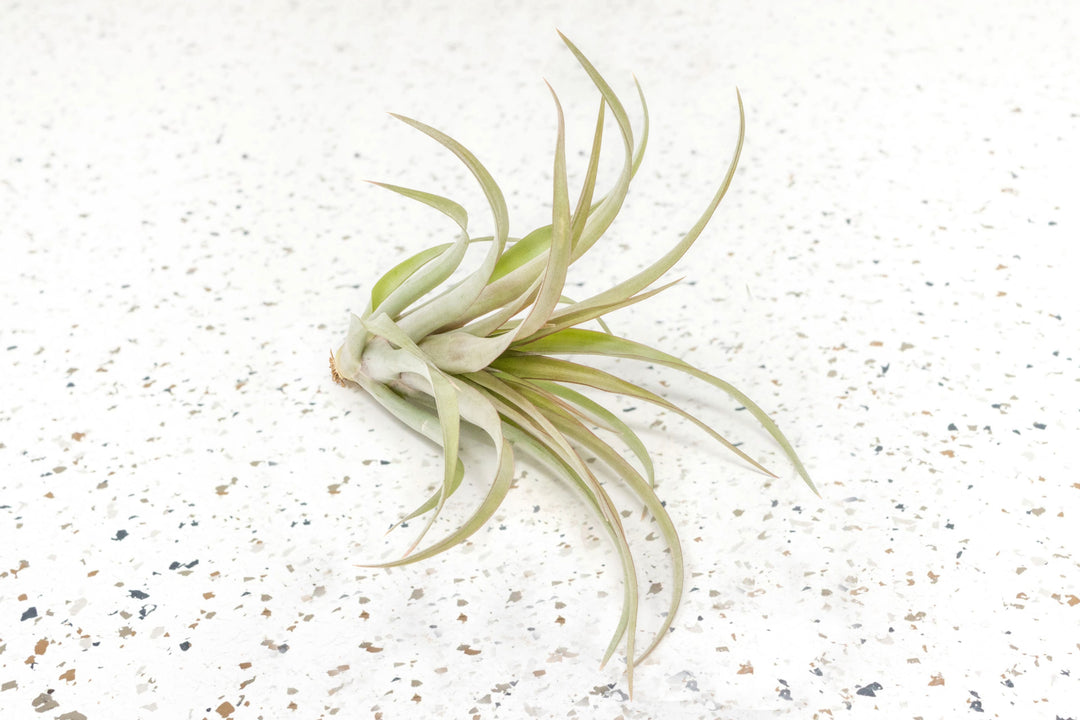$15 Tillandsia XL 'Capitata Red' - Overstock Special - Limited Time