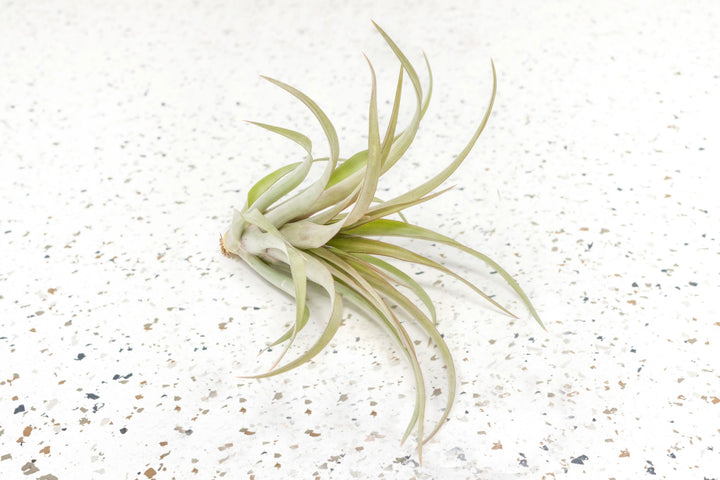 $15 Tillandsia XL 'Capitata Red' - Overstock Special - Limited Time