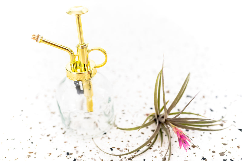 8 ounce Glass Air Plant Mister with Gold Painted Mist Action Spray Nozzle and Blooming Tillandsia Tenufolia Air Plant