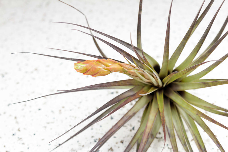 Large Blushing Tillandsia Fasciculata Air Plant with Bloom Stalk