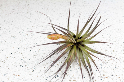 Large Blushing Tillandsia Fasciculata Air Plant with Bloom Stalk