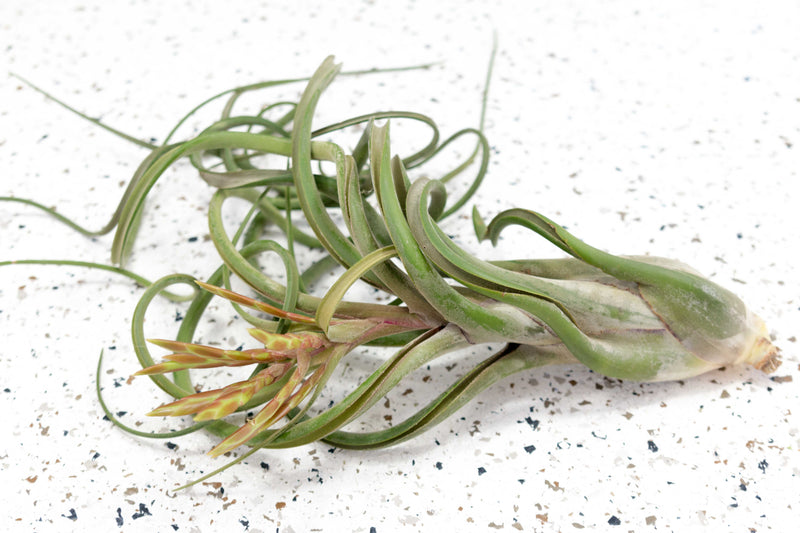 Jumbo Tillandsia Caput Medusae Air Plant with Bloom Spike