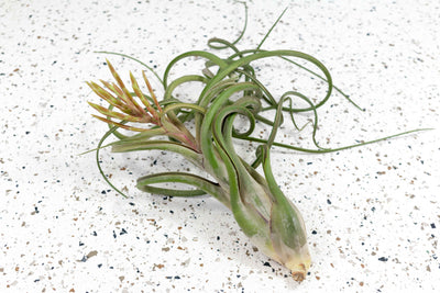 Jumbo Tillandsia Caput Medusae Air Plant with Bloom Spike