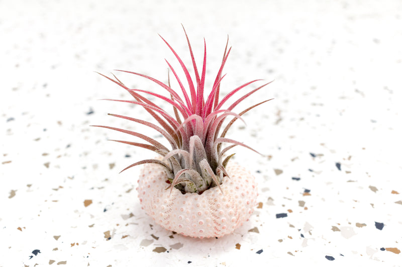 Pink Sea Urchin with Blushing Tillandsia Ionantha Fuego Air Plant