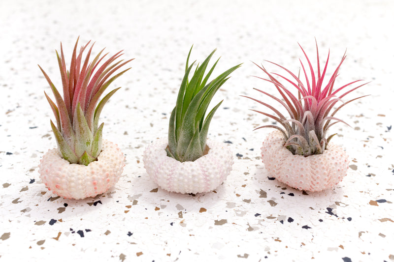 3 Pink Urchins with Blushing Tillandsia Ionantha Fuego Air Plants