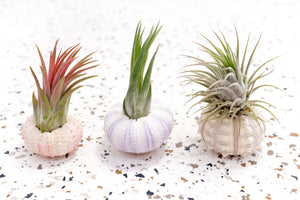 Sea Urchin Variety Pack with Air Plants