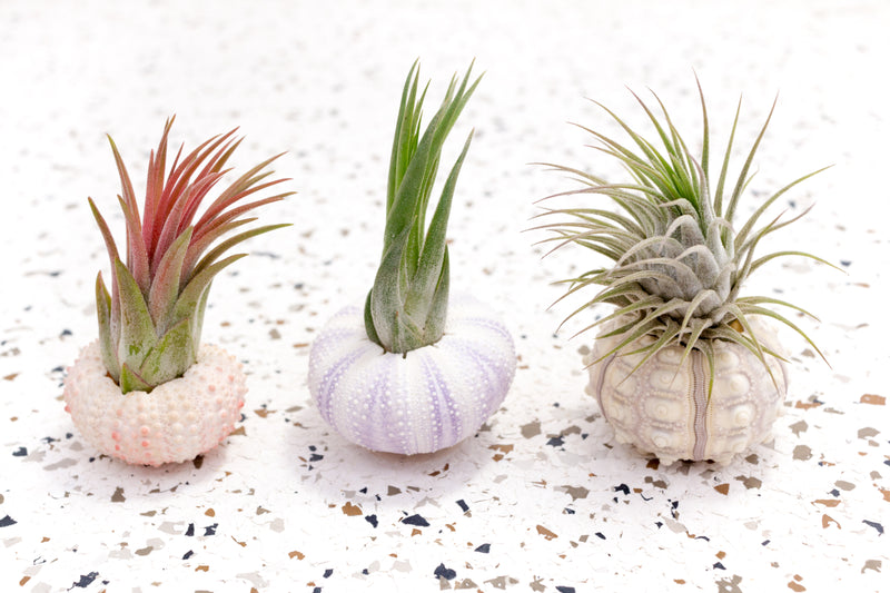 Pink Urchin with Tillandsia Ionantha Scaposa, Purple Urchin with Tillandsia Ionantha Scapose, Sputnik Urchin with Tillandsia Ionantha Guatemala