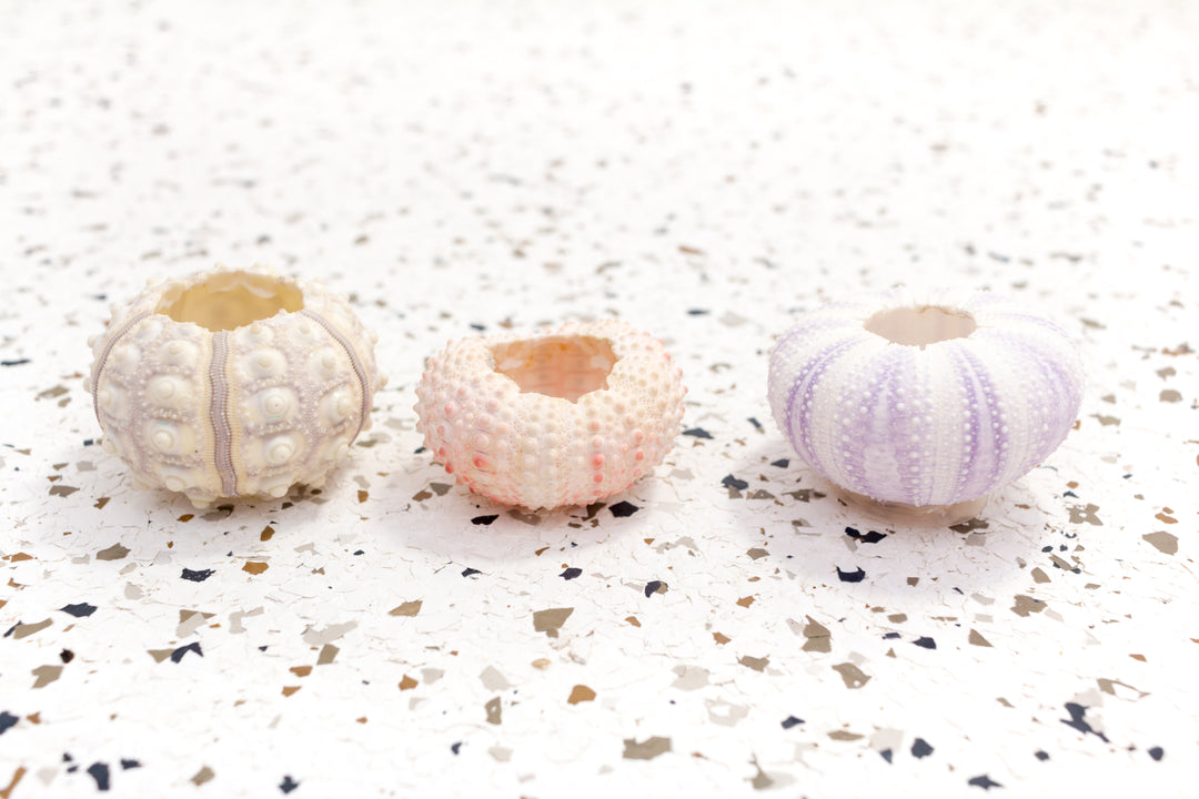 air plant in sea urchin shell Air Plants Display Sea Urchins & Tillandsia Wholesale – Air Plant City