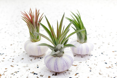 3 Purple Sea Urchins with Assorted Tillandsia Air Plants