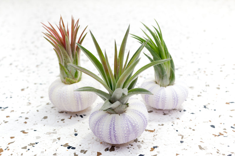 3 Purple Sea Urchins with Assorted Tillandsia Air Plants