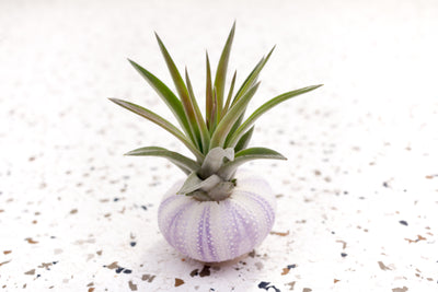 Purple Urchin with Tillandsia Velutina Air Plant