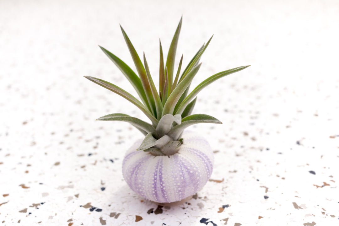 urchin air plant Wholesale