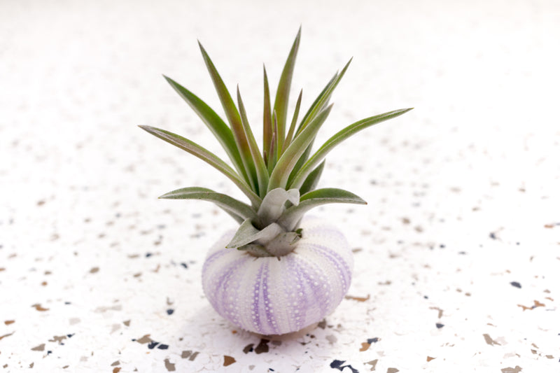 Purple Sea Urchin with Tillandsia Velutina Air Plant