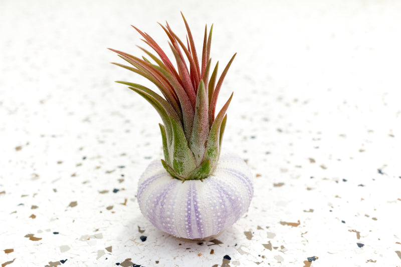 Purple Sea Urchin with Blushing Tillandsia Ionantha Fuego Air Plant